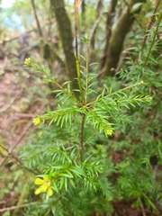 Saxegothaea conspicua