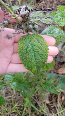 Verbena urticifolia