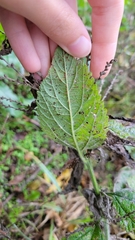 Verbena urticifolia
