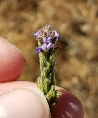iNaturalist observation photo of western vervain