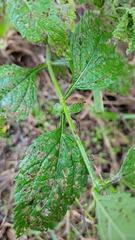 Verbena urticifolia