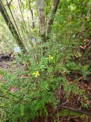 Saxegothaea conspicua