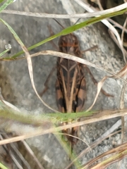 Hippiscus ocelote
