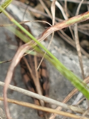 Hippiscus ocelote