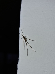 Tetragnatha