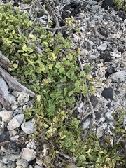 Cryptocarpus pyriformis