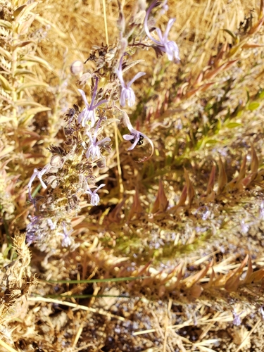 iNaturalist observation photo of Vinegar Weed
