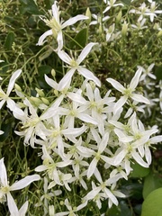 Clematis terniflora