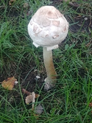 Chlorophyllum