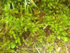 Dendroligotrichum