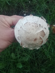 Chlorophyllum