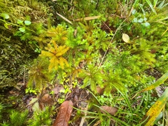 Dendroligotrichum