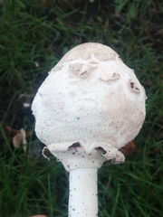 Chlorophyllum