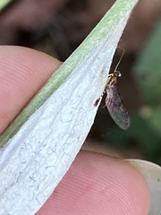 Leucrocuta aphrodite