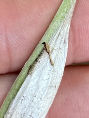 Leucrocuta aphrodite