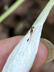 Leucrocuta aphrodite