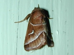 Fagitana littera