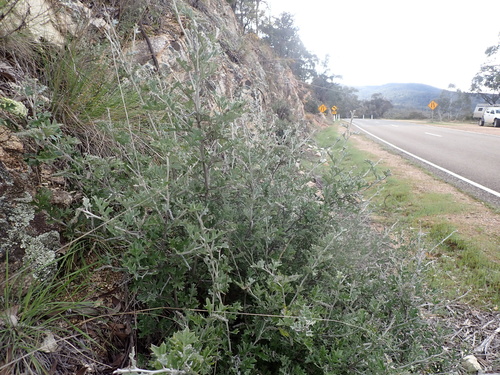 Grevillea willisii, photograph 4