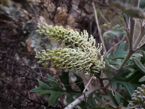 Image of Grevillea willisii by (c) Nina Kerr, some rights reserved (CC BY)