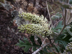 Grevillea willisii