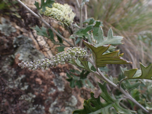 Image of Grevillea willisii by (c) Nina Kerr, some rights reserved (CC BY)