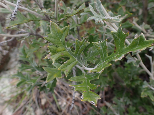 Grevillea willisii, photograph 6