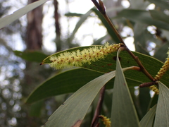 Acacia dallachiana