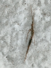 Styringomyia