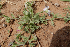 Aphanostephus ramosissimus