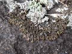 Montanelia sorediata