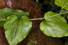Smilax californica