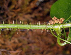 Smilax californica