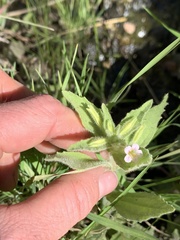 Erythranthe parishii