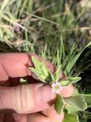 Erythranthe parishii