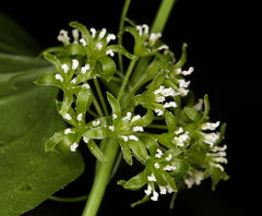 Smilax californica