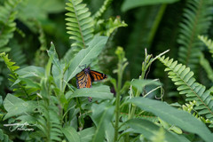 Danaus plexippus