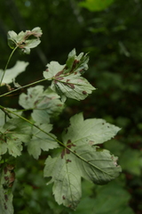 Aceria pseudoplatani