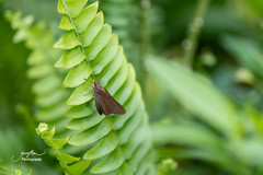 Asbolis capucinus