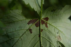 Aceria pseudoplatani