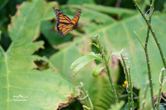Danaus plexippus