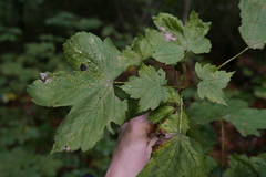 Aceria pseudoplatani