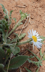 Aphanostephus ramosissimus