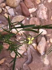 Sisymbrium orientale