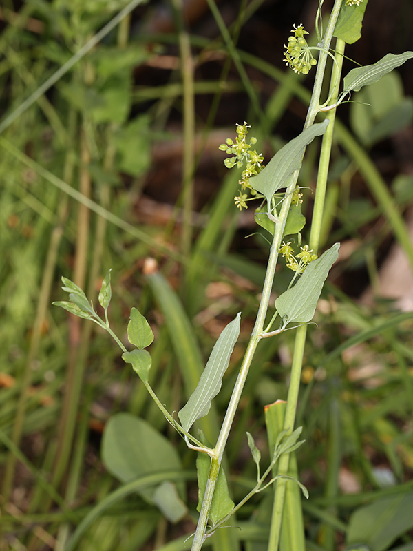 English Peak greenbrier (Smilax jamesii)