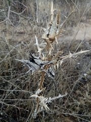 Scolymus grandiflorus