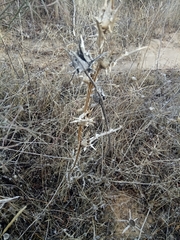 Scolymus grandiflorus