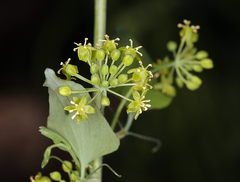 Smilax jamesii