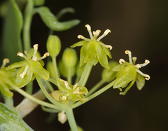 Smilax jamesii