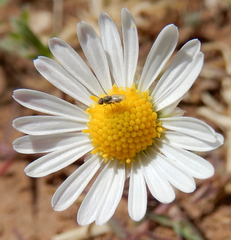 Aphanostephus ramosissimus