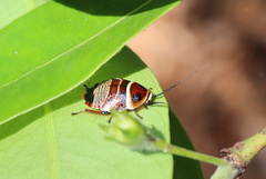 Ellipsidion reticulatum